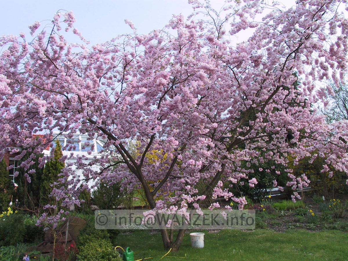 Prunus sargentii Accolade 02 Sol 6m.JPG
